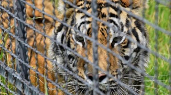 متنزه مكسيكي ينقذ السنوريات من براثن المتاجرين بها