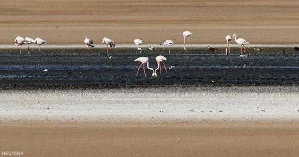 إسبانيا.. ماذا فعل الجفاف بطيور "الفلامنغو"؟
