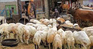 عصابة الحوثي تجبر مربي المواشي على دعم جبهاتها بالأضاحي أو المال 
