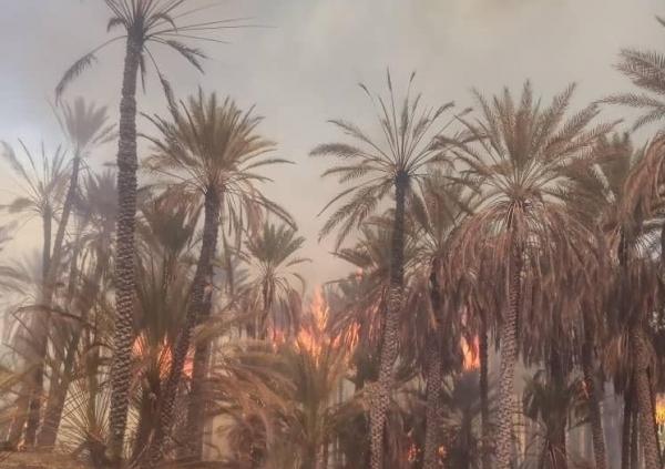 حريق يلتهم 150 شجرة نخيل في حضرموت