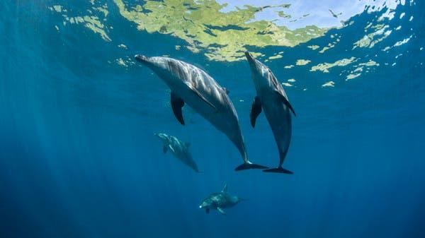 دلافين للتجسس والدفاع عن قاعدة روسية بالقرم.. هل يعقل؟