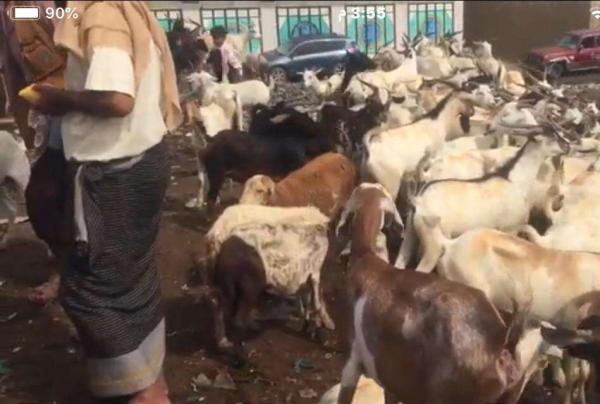 عصابة الحوثي تضاعف أسعار أضاحي العيد  