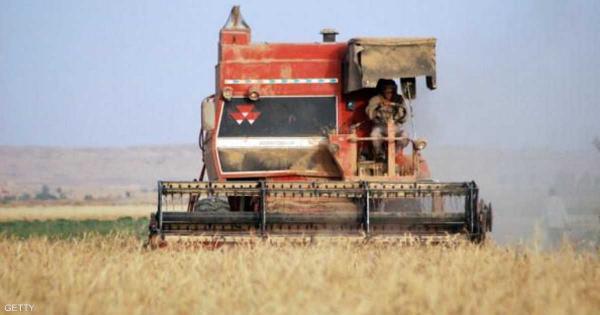 العراق يتجاوز مستهدفاته من مشتريات القمح المحلي لهذا الموسم