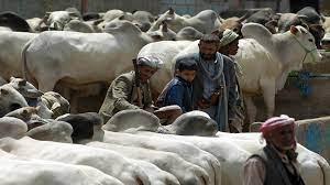 جبايات الحوثي ترفع أسعار الأضاحي بصنعاء وتعدم عجلين لمواطن رفض الإتاوات بالحديدة