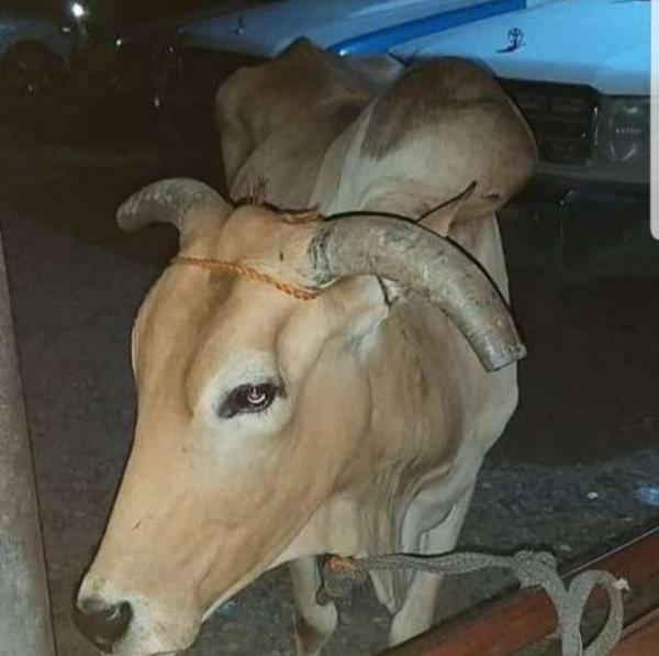 امن تعز تحل لغز الثور المسروق من الضباب 