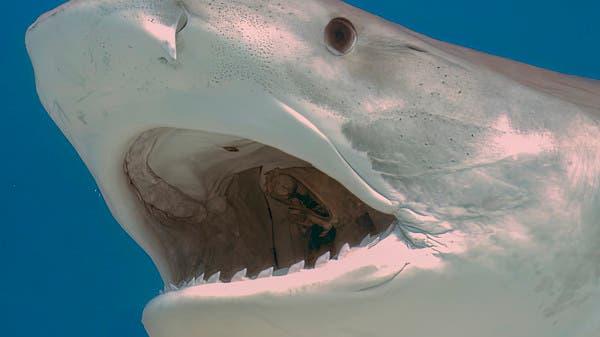 "مجزرة غير مرئية" تفتك بالكائنات البحرية في المحيط الأطلسي