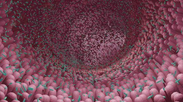 توضيح العلاقة بين التوحد وميكروبيوم الأمعاء أكثر مما في أي وقت مضى!