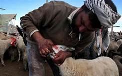 الأضاحي هذا العام لمن استطاع إليه سبيلا 