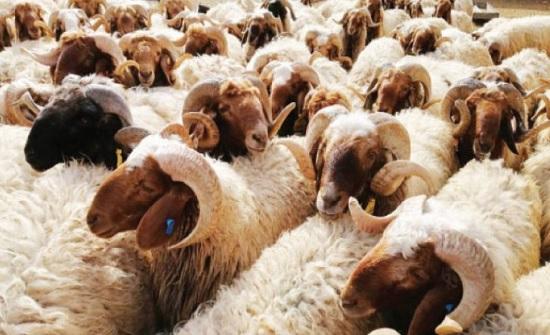 انخفاض أسعار المواشي بعد العيد ومازال الإقبال ضعيفا على شرائها 