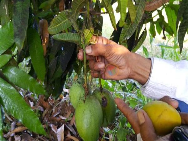 سيول الأمطار تدفن الآبار وتجرف أشجار المانجو في لحج