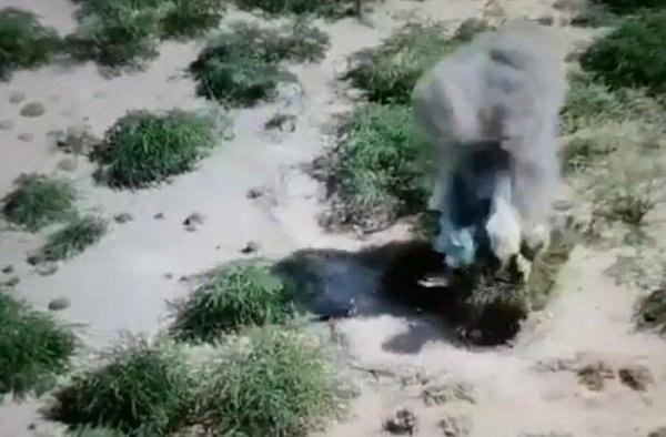 إسقاط مسيرة حوثية وإخماد مصادر نيران مدفعية بالحديدة