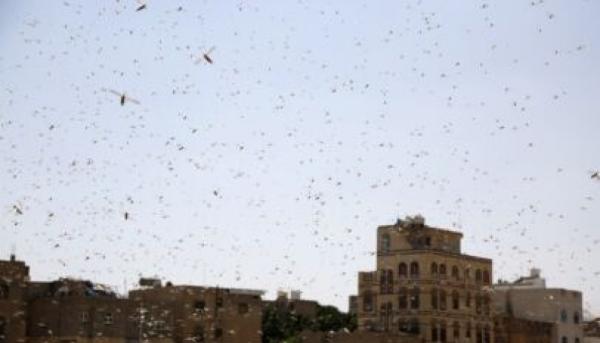 الجراد يجتاح شمال شرق صنعاء ملحقا خسائر بالمزارعين 