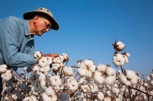 محصول ضعيف للقطن متوقع في أمريكا بسبب الجفاف