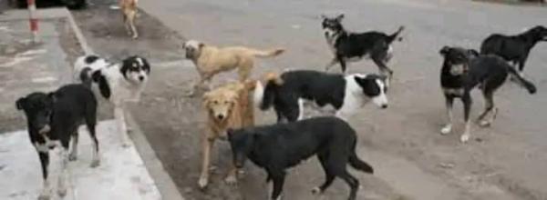 الكلاب الضالة في تعز خطر على الأطفال 