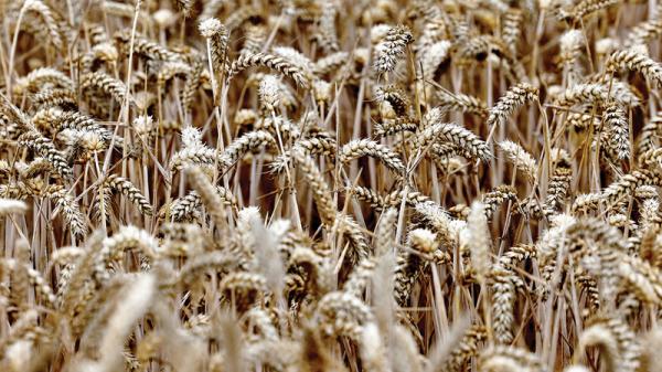 مستهلكون للقمح حول العالم يتجهون إلى بدائل أرخص