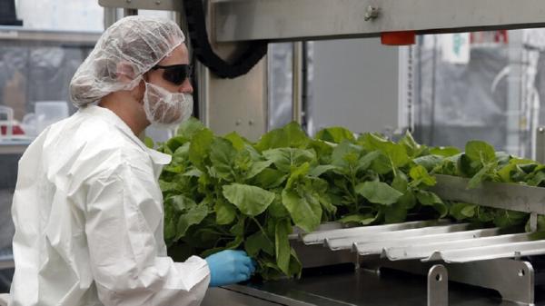 اكتشاف علاج طبيعي للشيخوخة والسرطان