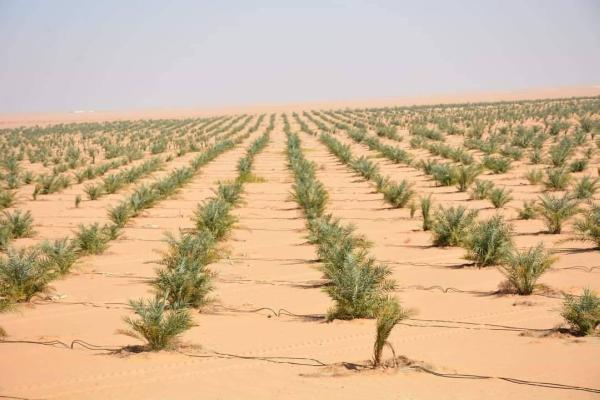 "الذهب الأصفر".. قصة صعود التمر المصري إلى العالمية