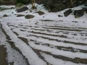 البرَد يدمر المحاصيل الزراعية في الضالع