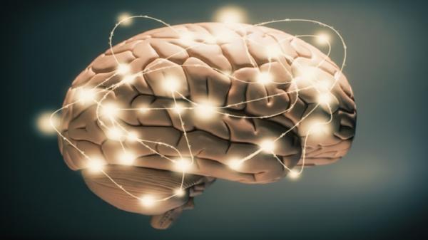 هل يتقلص دماغ الإنسان حقا مع مرور الزمن؟!