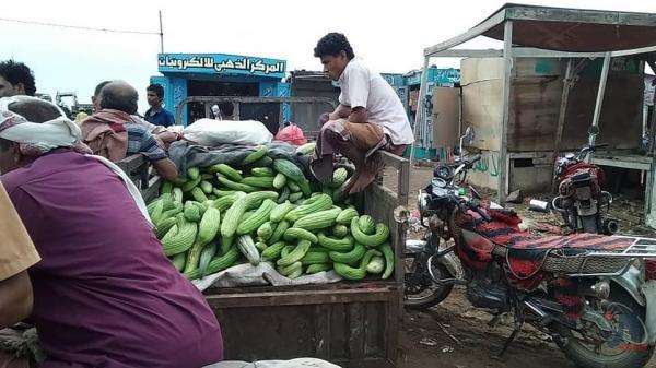 بدء موسم حصاد ثمار الخيار بمديرية المخا في تعز