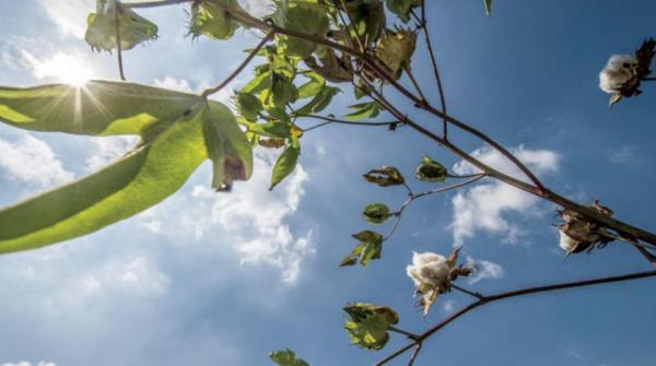 دعوى على مدرسة أميركية زرعت حقل قطن لشرح فظائع العبودية