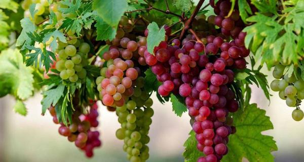 فوائد العنب المذهلة تؤكد مقولة " أنت ما تأكله "
