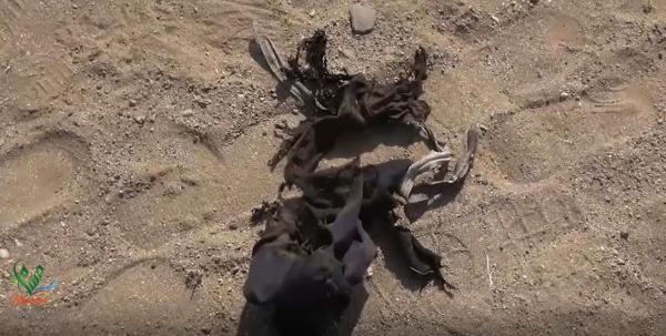 مقتل وإصابة 3 مدنيين من أسرة واحدة بانفجار لغم في الحديدة