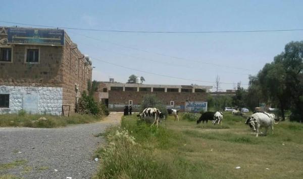 بعد سيطرة مليشيا الإمامة.. كلية الإعلام بجامعة صنعاء وحرمها حظيرة للأبقار ومرتعاً للأغنام والكلاب المشردة -(صورة)