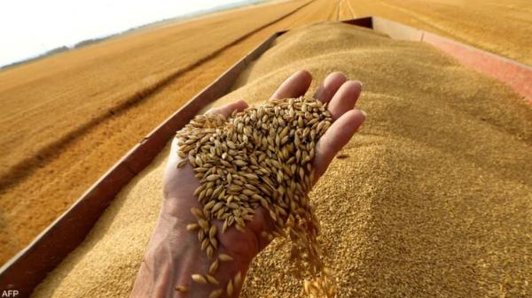 تراجع أسعار القمح  والذرة