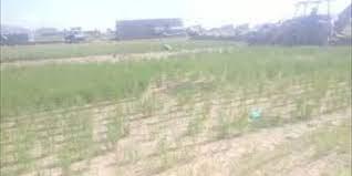 عناصر حوثية تصادر أراضي زراعية في بني مطر بقوة السلاح