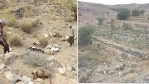 رعاة الأغنام ضحايا ألغام الحوثي بتعز 