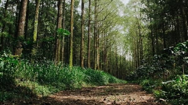 إندونيسيا تفقد غاباتها الاستوائية أكثر من أي بلد آخر