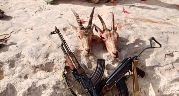 استياء شعبي بسبب اصطياد حيوانات نادرة بشبوة