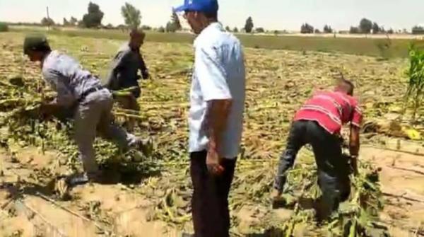 هل تسد مصر جانباً من العجز الغذائي المتوقع أوروبياً؟