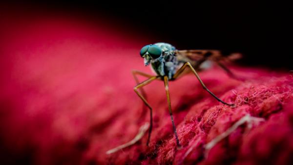 علماء يعيدون هندسة البعوض بشكل يمنع انتقال الملاريا إلى البشر