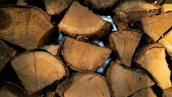 ألمانيا.. ارتفاع أسعار الحطب 85.7%