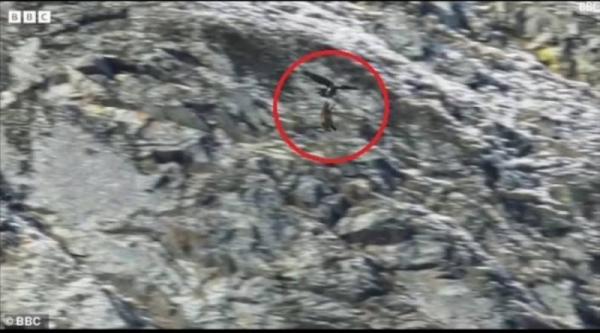 مشهد مذهل.. نسر يرفع ماعزاً ويطير به فوق جبال الألب والنهاية فاجعة