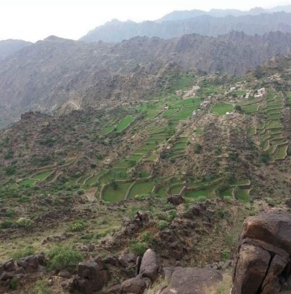 تحرشات حوثية براعيات الأغنام في جبل راس  
