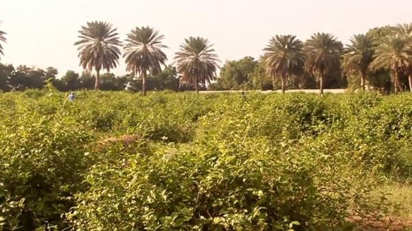 نزاع الأراضي يعود إلى الواجهة في لحج ومقتل شاب بتبن