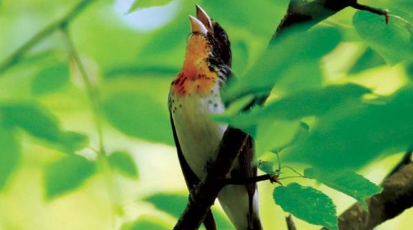 غموض يلف أصل طائر هجين نادر