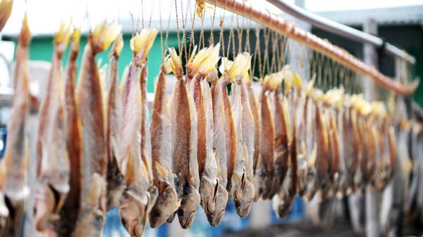 مركّب في نوع من الأسماك يحفز تطور السرطان