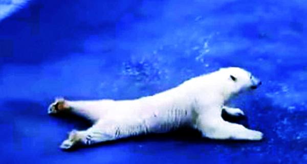 مليونا إعجاب بفيديو دب زاحف فوق المياه المتجمدة