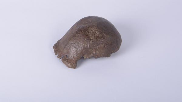 إندونيسيا تطالب هولندا بإعادة كنوز تاريخية بينها إنسان جاوة