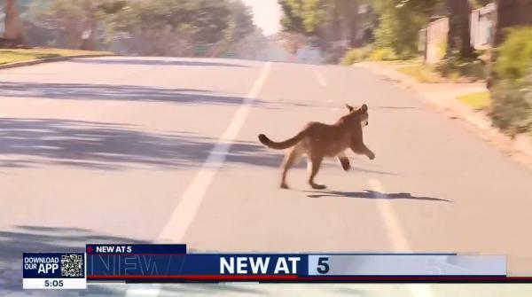 أسد جبلي هارب ينشر الرعب في شوارع لوس أنجلوس