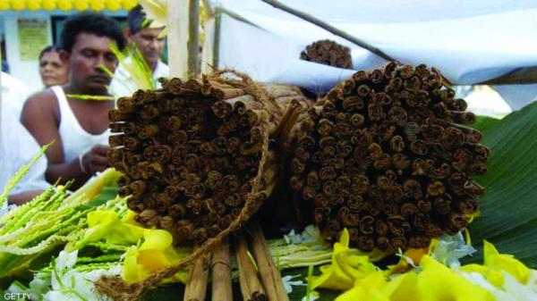 القرفة «كنز علاجي»