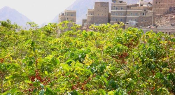 البن اليافعي.. جهود محلية تنجح في إعادة زراعة أجود أنواع البن اليمني