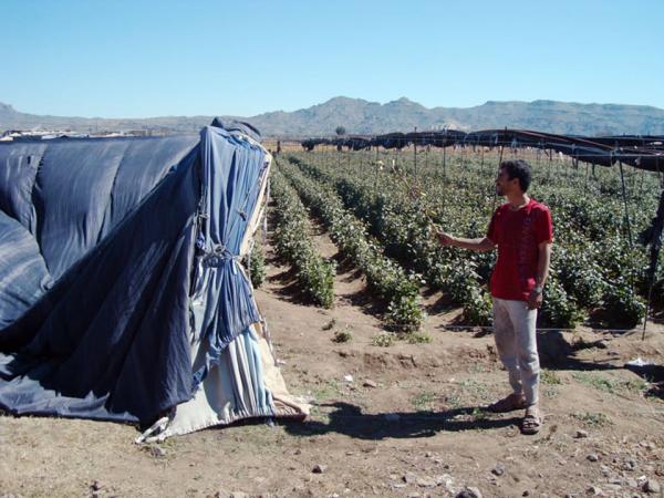 غرس شجرة القات في قاع جهران.. خطوة تكشف زيف ادعاءات عصابة الحوثي على تشجيع زراعة الحبوب