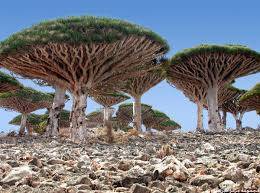 بالوثيقة.. محافظ هذه المحافظة الجنوبية يمنع الرياضيين والفنانين من السفر خارج المحافظة لهذا السبب..!؟