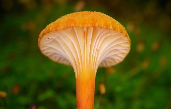 باحثون يبتكرون رقائق كمبيوتر مصنوعة من الفطر