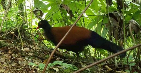 ظهور نوع نادر من الطيور بعد قرن من اختفائه